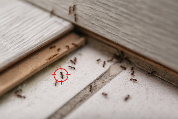 Best Affordable Pest Control Services  in Lmer Heights, PA